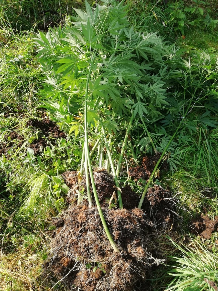 Policjanci zlikwidowali nielegalne plantacje marihuany - łącznie 80 krzewów konopi 