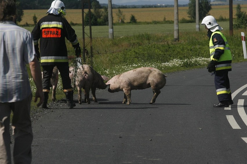 Wypadek ciężarówki ze świniami na trasie Legnica - Złotoryja (ZDJĘCIA)