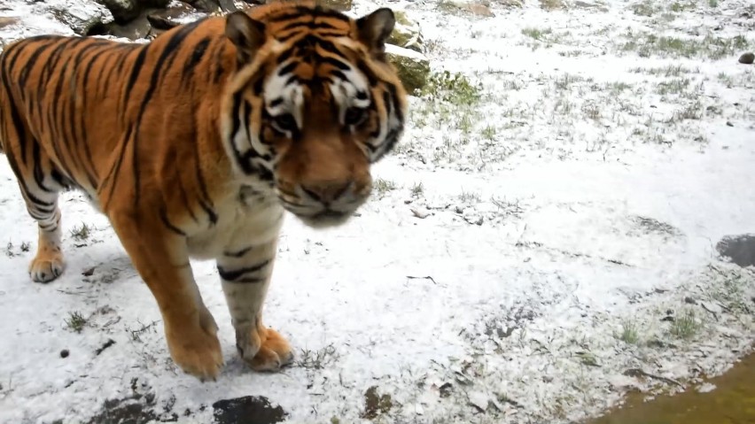 Zoo Poznań: Cisna i przyjaciele bawią się podczas pierwszego opadu śniegu (ZDJĘCIA,FILM)