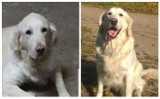 Zaginęła suczka TESI rasy Golden Retriever -  Za jej odnalezienie nagroda pieniężna!