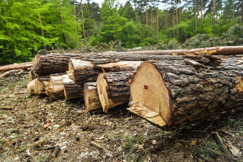 Wycinka w lesie niedaleko szpitala w Lesznie niepokoi mieszkańców