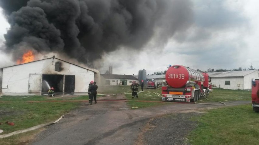 Pożar w Baczynie. Na fermie spłonęło tys. indyków