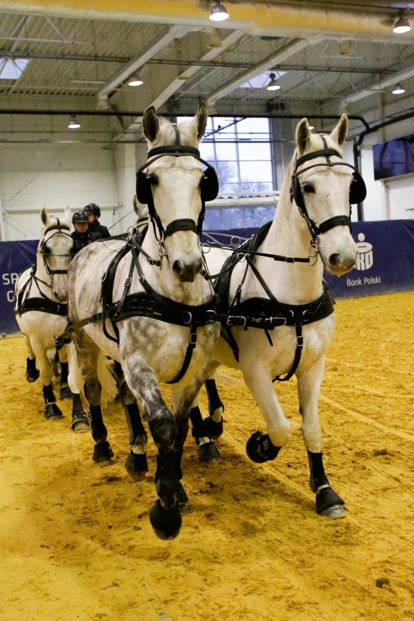 Zobacz efektowny konkurs w Powożeniu Zaprzęgami Czterokonnymi podczas Cavaliada Tour w Lublinie (ZDJĘCIA)