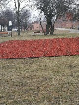 W kwietniu na rondach zakwitną pierwsze kwiaty!