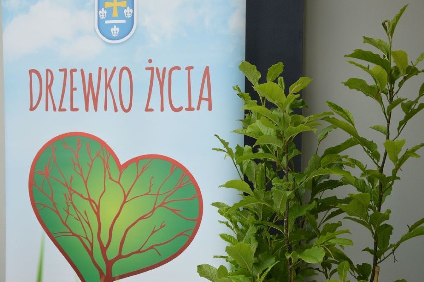 Drzewko Życia 2020 w zupełnie innej formie [ZDJĘCIA]