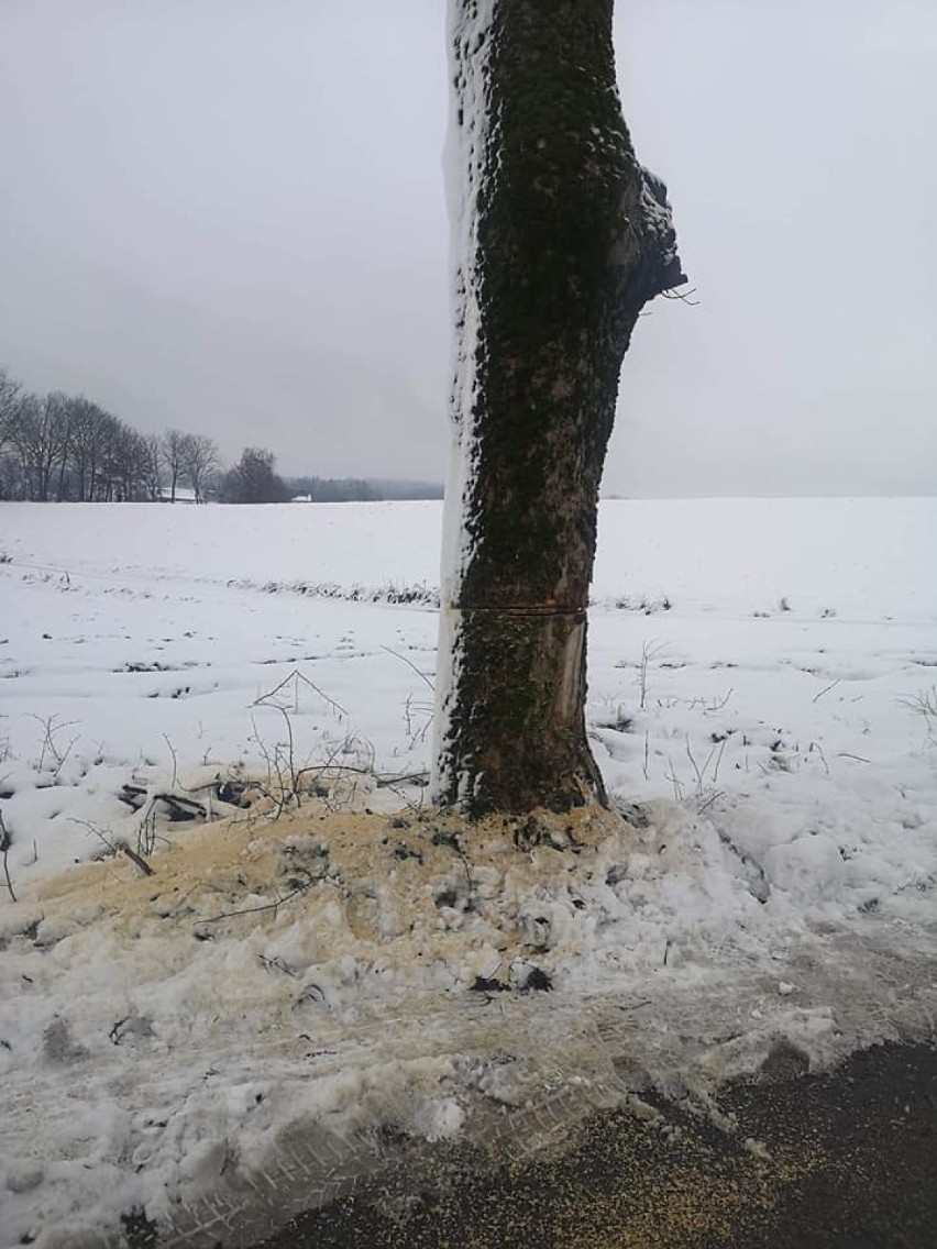 Na trasie Grabowo Kościerskie - Puc ktoś podciął drzewa. Sytuacja była bardzo niebezpieczna [ZDJĘCIA]