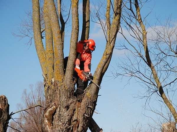 Żuławy Wiślane. Na terenach polnych brakuje drzew