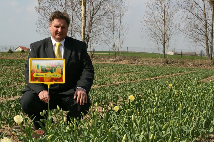 Bogdan Królik co roku wysyła tulipany na grób pary...