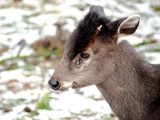 Jelonek, małe rekiny i oblubieniec dla perlicy. Zobacz nowości w zoo [zdjęcia]