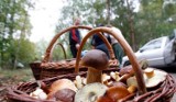 Miłośnicy grzybów ruszyli do lasów. Górowscy policjanci przestrzegają, aby nie popełniać błędów z ubiegłych lat i nie zgubić się w lesie