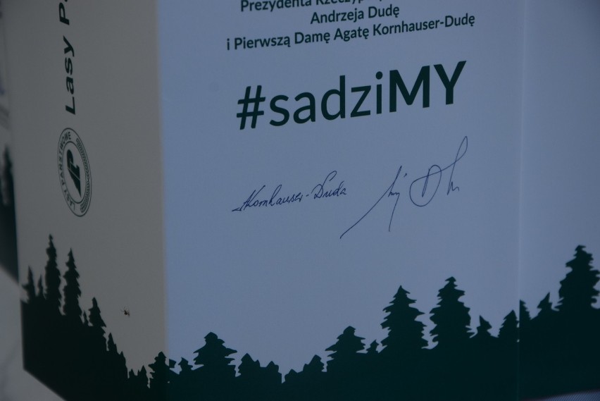 #SadziMY. Lasy Państwowe rozdają darmowe sadzonki. Są ich tysiące! (zdjęcia)                         