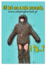 Adoptuj Pszczołę za 2 zł - crowdfunding Greenpeace jeszcze tylko kilka dni