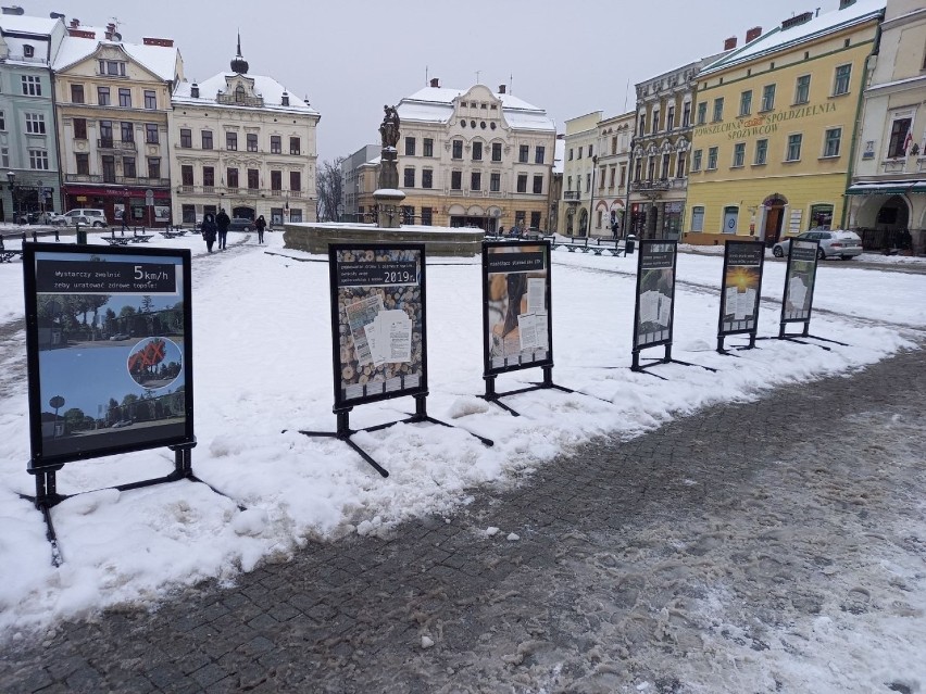 Protest w obronie masowej wycinki drzew podczas...