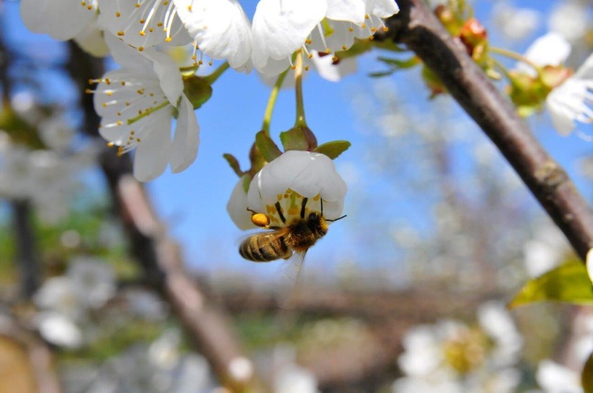 Dziś w Polsce obchodzony jest Wielki Dzień Pszczół