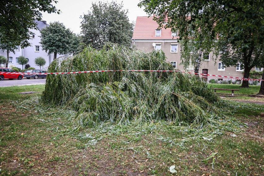 Potężne drzewo runęło na ścieżkę obok bloków w Lesznie.  Korona spadła tylko metr od ławki