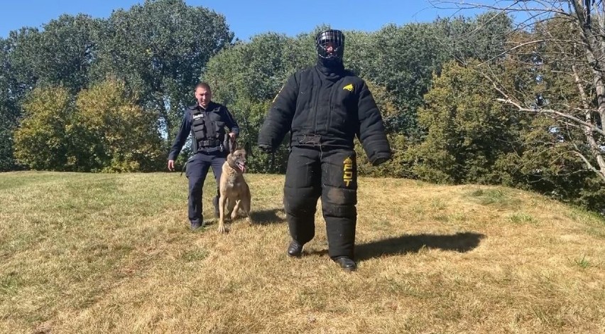 Bielsk Podlaski. Policjanci przeprowadzili kolejne szkolenie psów [ZDJĘCIA]
