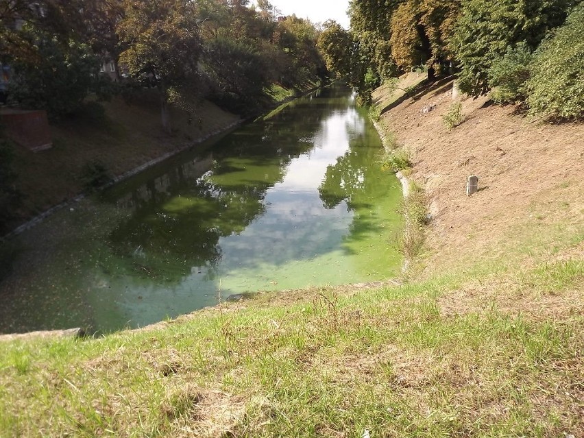 Woda we wrocławskiej fosie zielona. Zarząd Zieleni Miejskiej: To drobne uchybienie (ZDJĘCIA)