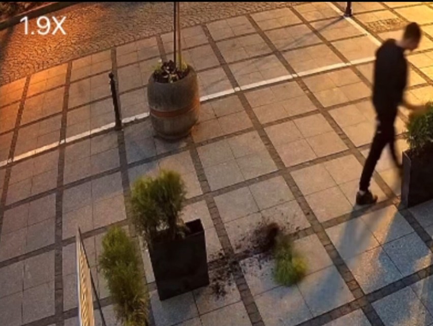 Wandal w Częstochowie wyrwał drzewko rosnące w doniczce przed restauracją. Zareagowała młoda mieszkanka