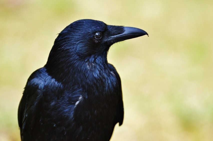 28 i 29 grudnia  na terenie zoo czekać będzie zabawa pn....