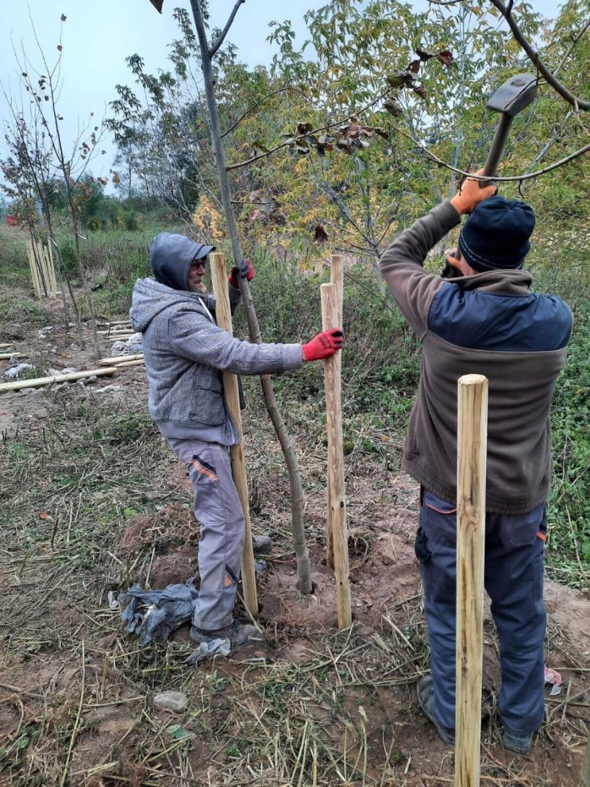 Pod Wągrowcem posadzono nowe drzewa. Władze pozyskały na ten cel dofinansowanie 