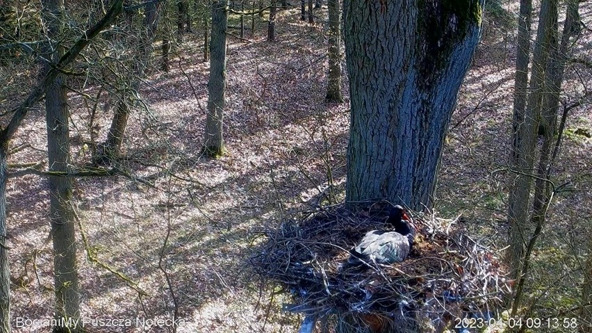 Notek wrócił do gniazda w okolicy Sierakowa 22 marca i czeka...