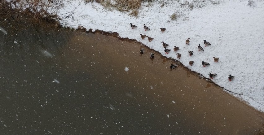 W Śremie zrobiło się biało. Gęsty i mokry śnieg przykrył...