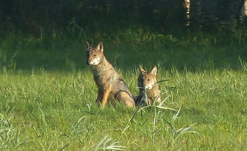 Wilki na polu w okolicach Stepnicy
