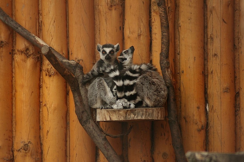 Z wizytą w zamojskim ZOO (zdjęcia)