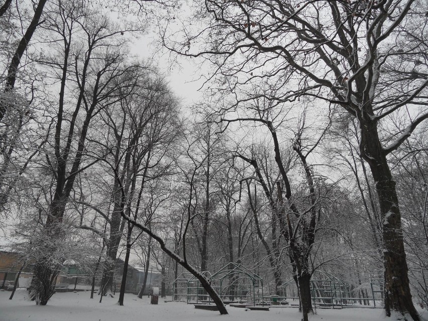 Zima w Żorach jest piękna i biała. Zobacz nasz Rynek, park przy ul. Rybnickiej i inne rejony miasta
