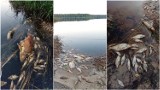 Martwe ryby w jeziorze Glinki w powiecie włodawskim. Inspektorzy ustalają, co się stało. Zobacz zdjęcia