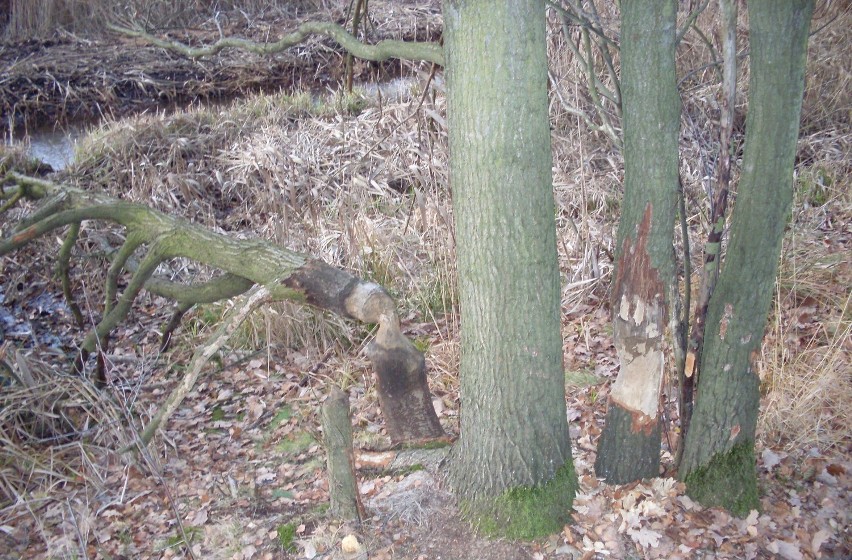 W Klepaczce, gmina Wręczyca Wielka, od kilku lat mieszkają bobry.