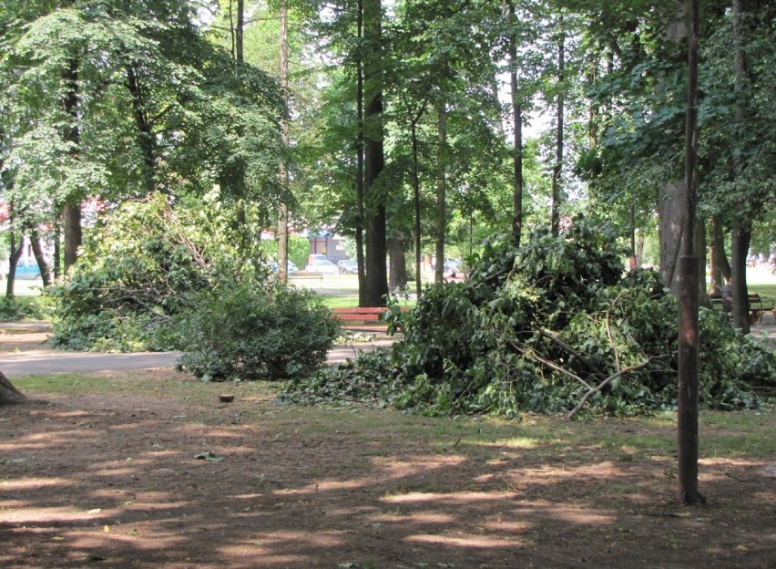 Janów Lubelski: Niedzielna wichura zniszczyła kilkadziesiąt drzew