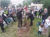 Kolejny protest przeciwko wycince przy Lipowej. Posadzili drzewo