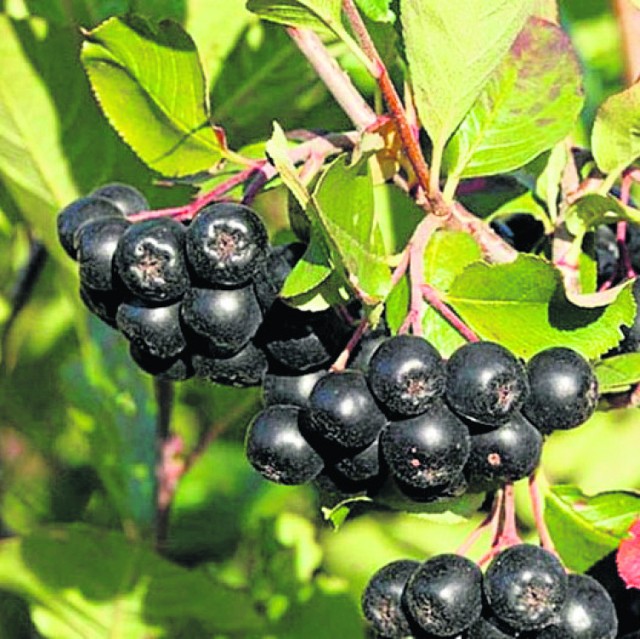 Nalewka z aronii [przepis]. Zobacz, jak zrobić nalewkę z aronii

Składniki:
 1 kg owoców aronii
 0,5 l litra spirytusu
 0,5 l wódki 40 proc.
 600 g cukru
 sok z cytryny albo łyżeczka kwasku cytrynowego
 laska wanilii

Przygotowanie:
Owoce aronii umyć, osuszyć i zamrozić (najlepiej przez przynajmniej jeden dzień). Następnie odmrozić i przesypać do słoja (część owoców można lekko rozgnieść). Dodać cukier, sok z cytryny (albo kwasek cytrynowy), przeciętą wzdłuż laskę wanilii, spirytus i wódkę. Szczelnie zakręcić i pozostawić w nasłonecznionym, ciepłym miejscu przez około miesiąc. 
Od czasu do czasu mieszamy delikatnie zawartość słoja, aby cukier dokładnie się rozpuścił. 
Po upływie miesiąca nalewkę odcedzamy przez gęste sitko lub gazę i przelewamy do butelek. Szczelnie zakręcamy i pozostawiamy w chłodnym i ciemnym miejscu na kilka miesięcy, aby nalewka "dojrzała".