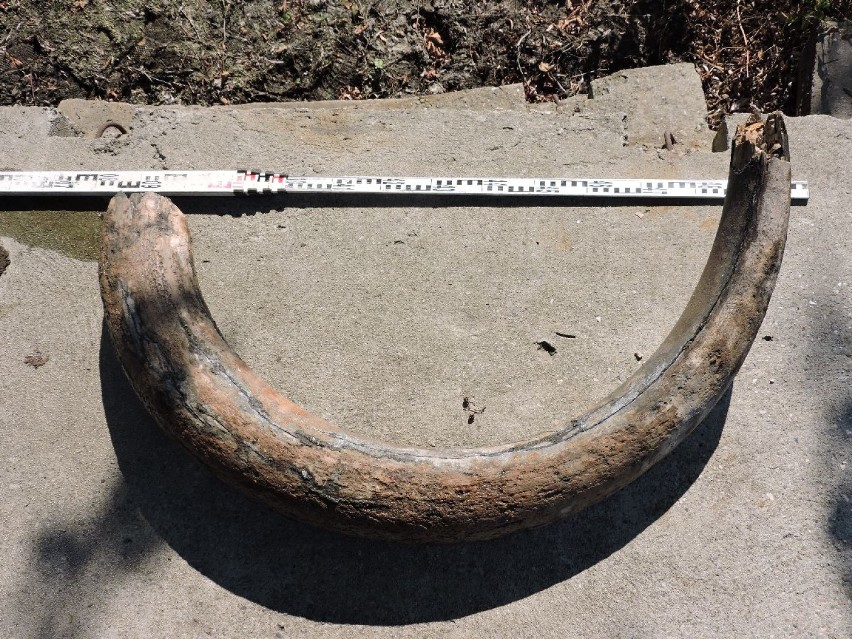 Cios mamuta odnaleziono w Zawadzie