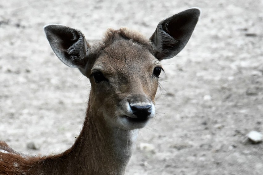 Zamość: nowi lokatorzy zoo