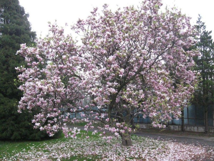 Kwitną drzewa i krzewy - wybierz najlepsze zdjęcie!