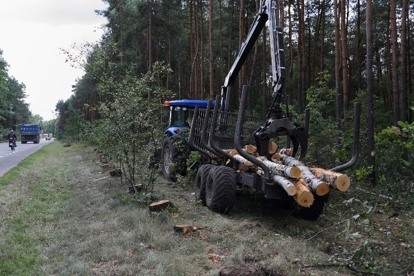 Nadleśnictwo Piotrków wycięło ok. 100 drzew przy drodze nr 716 Piotrków - Koluszki