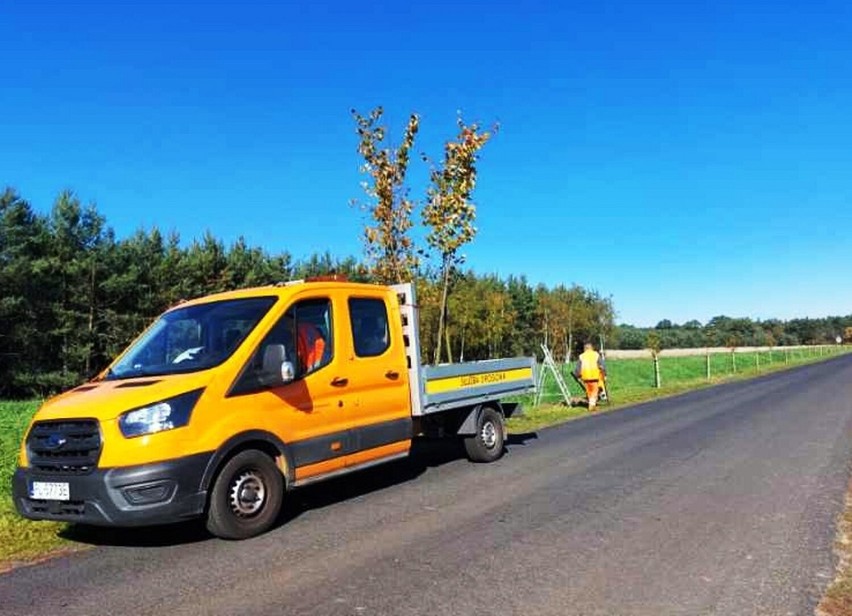 Będzie 200 nowych drzew wzdłuż drogi drogi Strzyżewice-Henrykowo. Akcję sadzenia dofinansował urząd marszałkowski w Poznaniu 