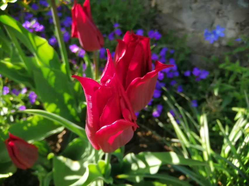 Różnobarwne tulipany w ogrodzie w Hnatkowicach koło...