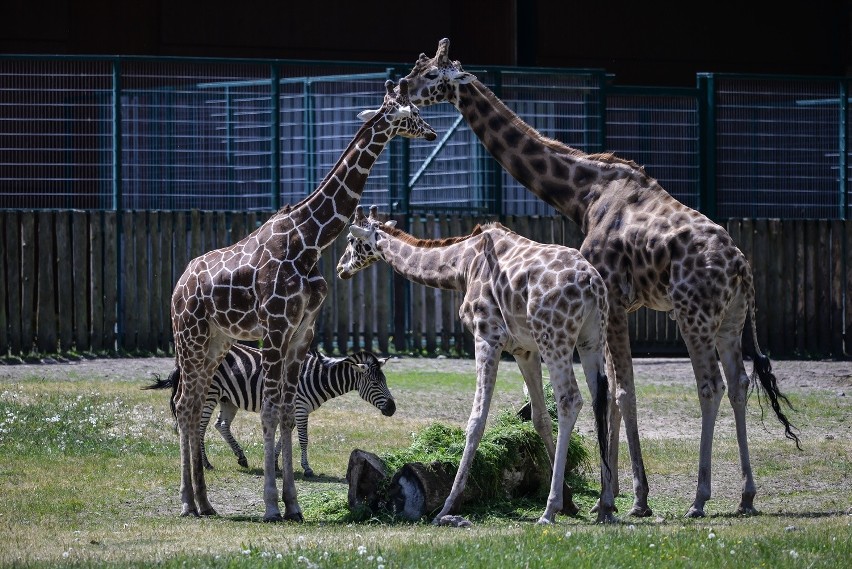 Gdański Ogród Zoologiczny