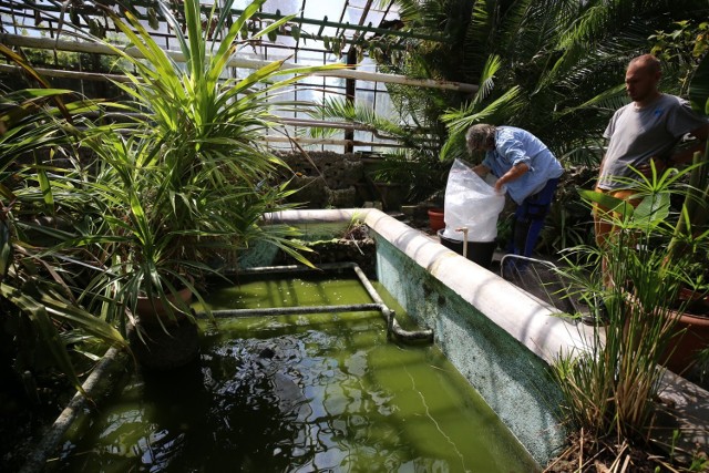 Pracownicy Egzotarium dbają o to, by rośliny zostały bezpiecznie przewiezione do dwóch szkół, gdzie spędzą najbliższe dwa lata. Zwierzęta trafią do zoo lub znajdą schronienie w budynkach należących do MZUK.

Zobacz kolejne zdjęcia. Przesuwaj zdjęcia w prawo - naciśnij strzałkę lub przycisk NASTĘPNE