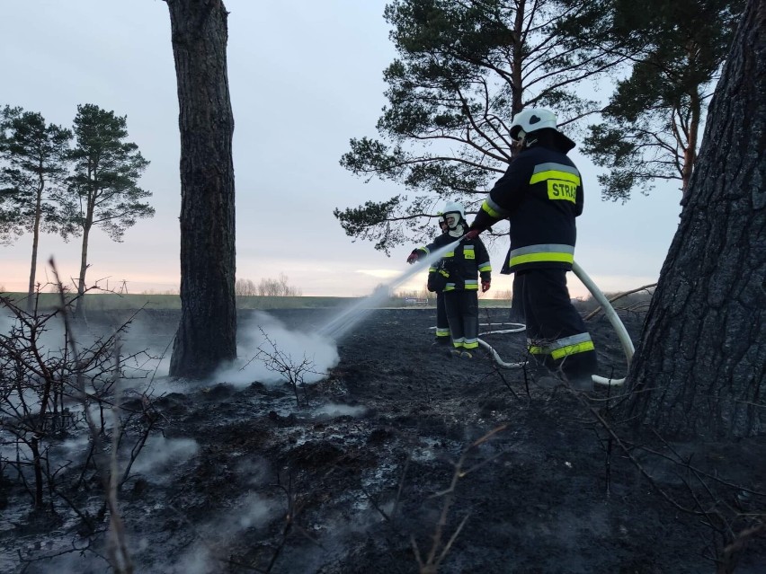 Gm. Lichnowy. Duży pożar nieużytków w okolicy Boręt Pierwszych. Ogień gasiły jednostki OSP z dwóch gmin oraz JRG Malbork