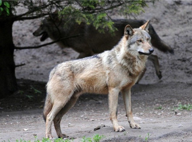 Wcześniej wilki na terenie Kostrzyna nie były widywane. Teraz coraz śmielej wchodzą do miasta.