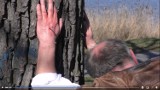 Bogdan Bentyn z przybitą dłonią do drzewa na znak protestu wobec wycinki na Wenei [DRASTYCZNE TREŚCI]