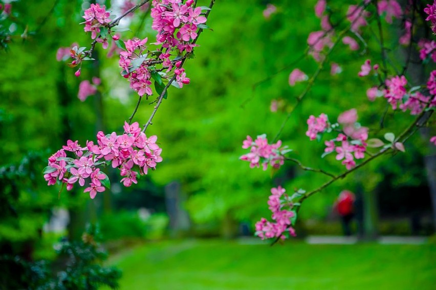 Szczawno-Zdrój: W Parku Zdrojowym zakwitły wiśnie i magnolie (ZDJĘCIA)
