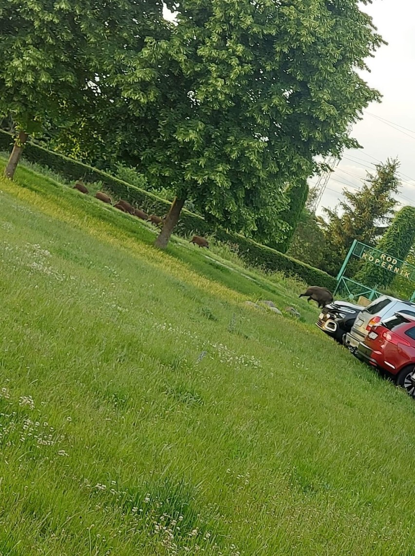 Toruń. Dziki znowu pojawiły się w mieście. Gdzie tym razem?