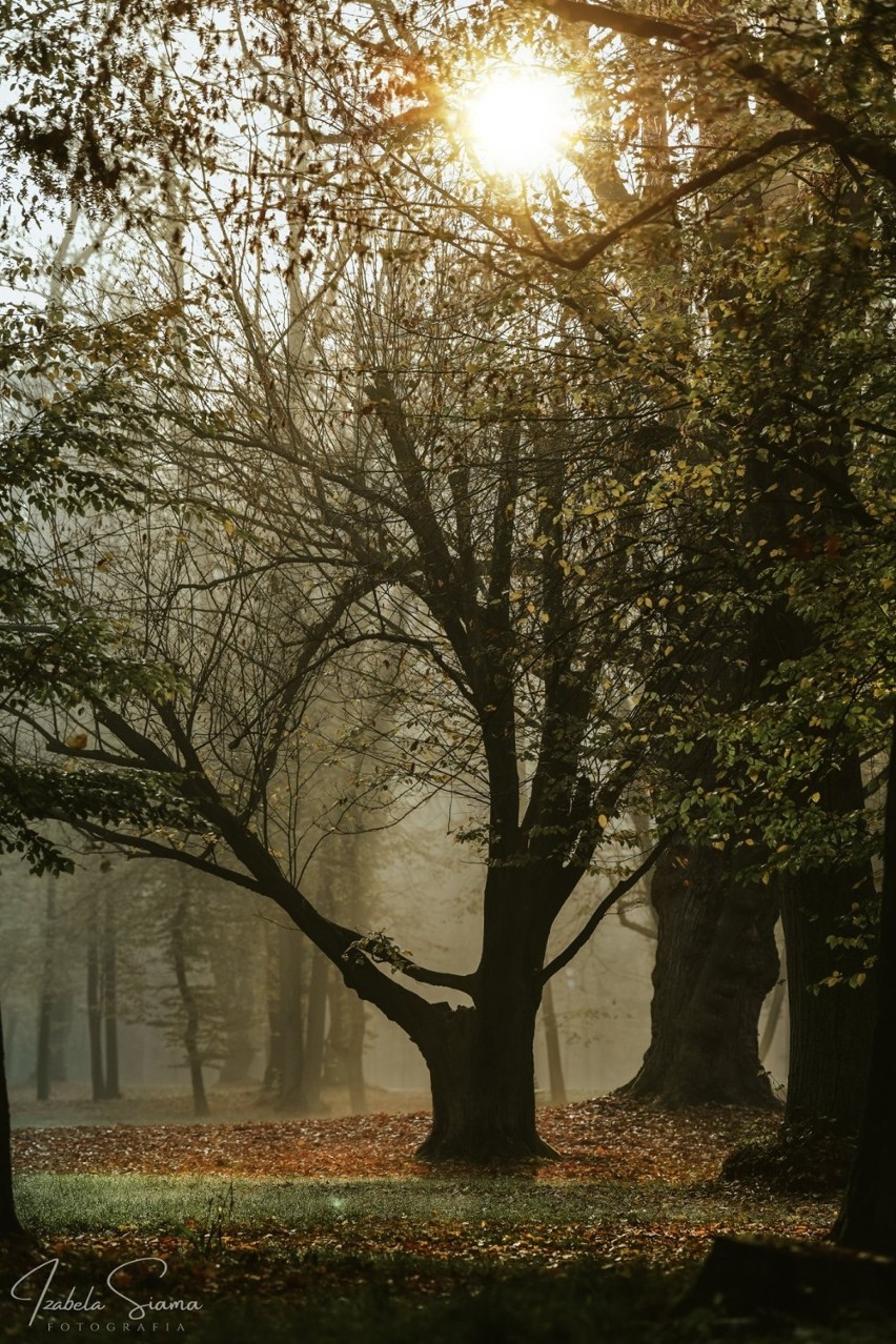 Syców: Jesienny Park Miejski w obiektywie Izabeli Siamy [ZDJĘCIA]