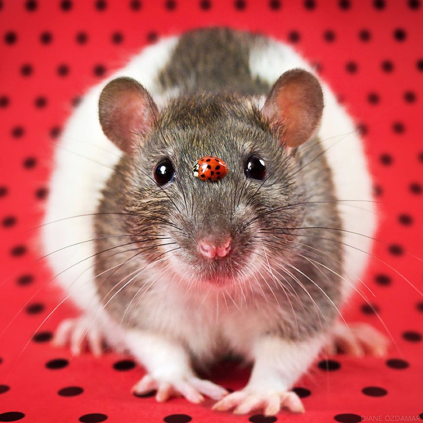 Boicie się szczurów? Zobaczcie te zdjęcie, a pokochacie je!