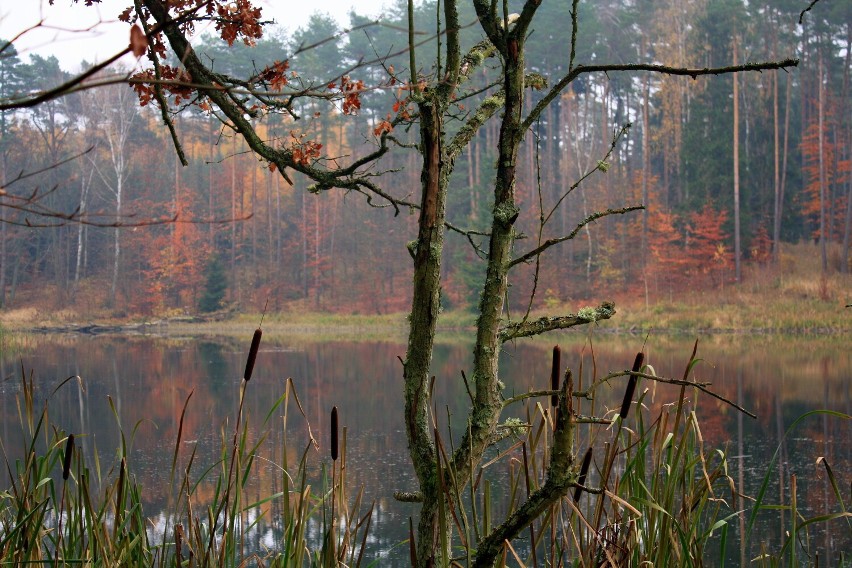 Stebionek, urokliwe miejsce w środku lasu, którego gospodarzem jest Nadleśnictwo Złotów, na jesiennych fotografiach